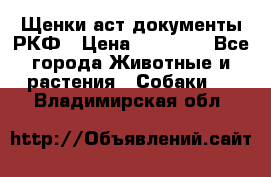 Щенки аст документы РКФ › Цена ­ 15 000 - Все города Животные и растения » Собаки   . Владимирская обл.
